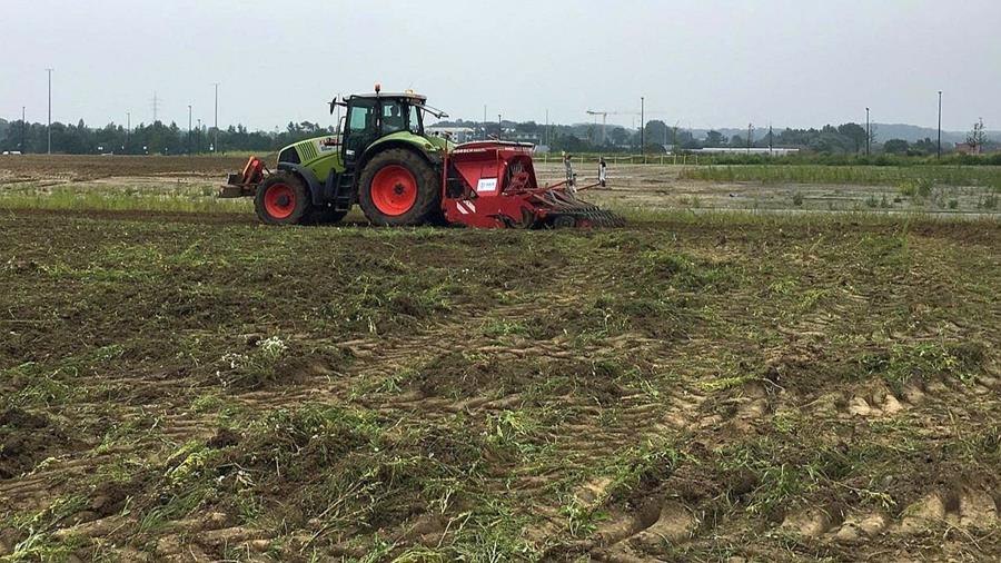 Du chanvre cultivé pour la production d'isolant sur le site industriel Eiland Zwijnaarde