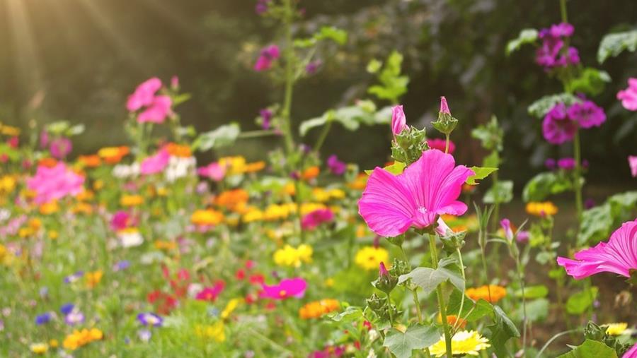 Comment créer une prairie fleurie?